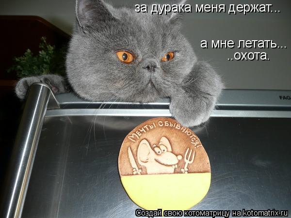 Котоматрица: за дурака меня держат... а мне летать... ..охота.
