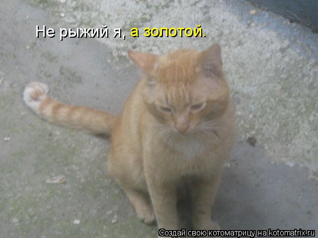 Котоматрица: Не рыжий я, а золотой.