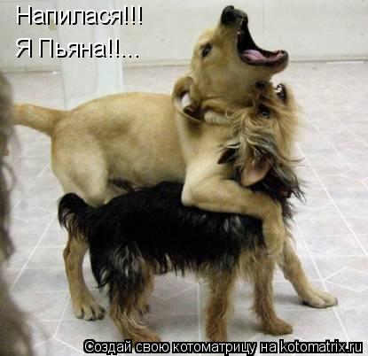 Напилася!!! Я Пьяна!!...... Котоматрица: Напилася!!! Я Пьяна!!...