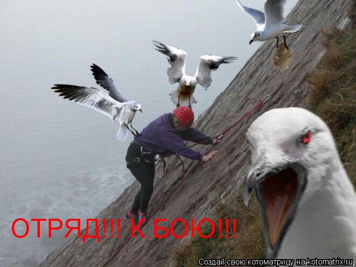 ОТРЯД!!! К БОЮ!!!... Котоматрица: ОТРЯД!!! К БОЮ!!!