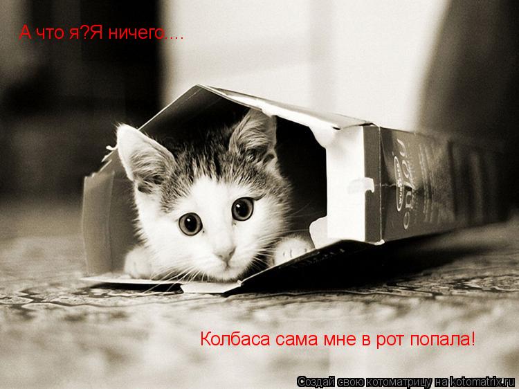 А что я?Я ничего.... Колбаса сама мне в рот попала!... Котоматрица: А что я?Я ничего.... Колбаса сама мне в рот попала!
