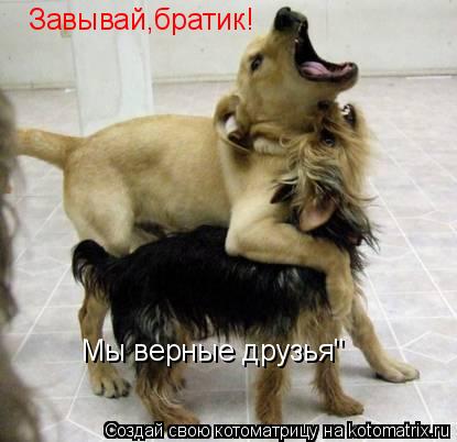 Завывай,братик! Мы верные друзья"... Котоматрица: Завывай,братик! Мы верные друзья"