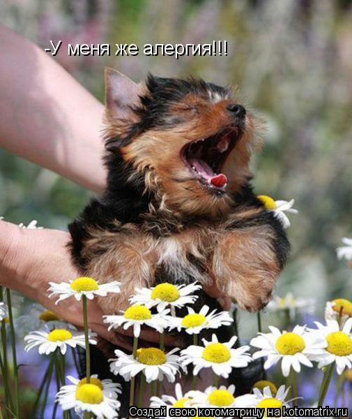 -У меня же алергия!!!... Котоматрица: -У меня же алергия!!!