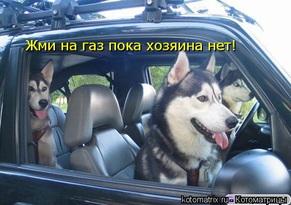Жми на газ пока хозяина нет!... Котоматрица: Жми на газ пока хозяина нет!
