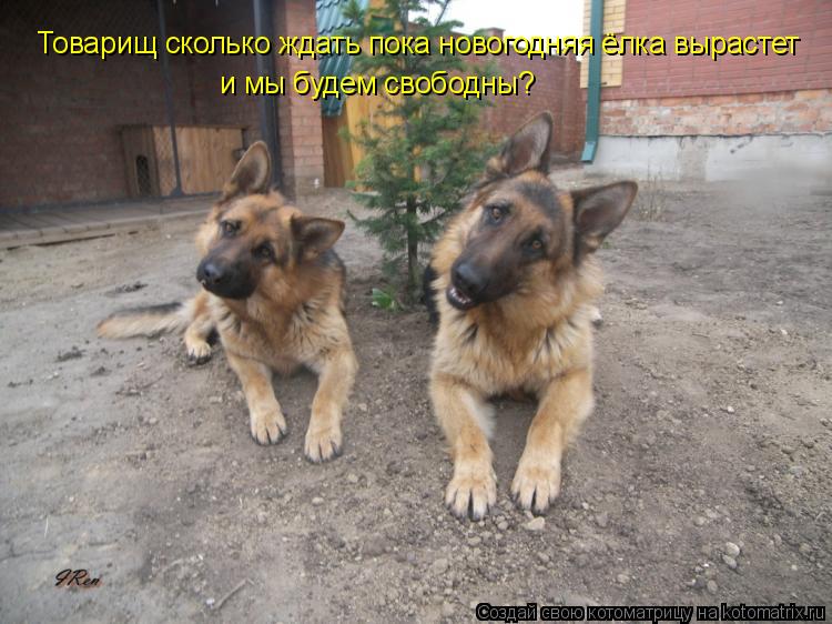 Товарищ сколько ждать пока новогодняя ёлка вырастет и мы будем свободны?... Котоматрица: Товарищ сколько ждать пока новогодняя ёлка вырастет и мы будем свободны?