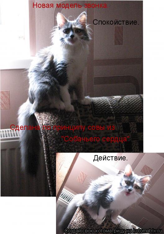 Котоматрица: Новая модель звонка. "Собачьего сердца" Сделана по принципу совы из Спокойствие. Действие.