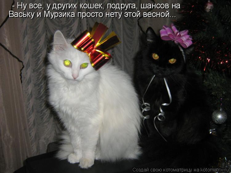 Котоматрица: - Ну все, у других кошек, подруга, шансов на  Ваську и Мурзика просто нету этой весной...