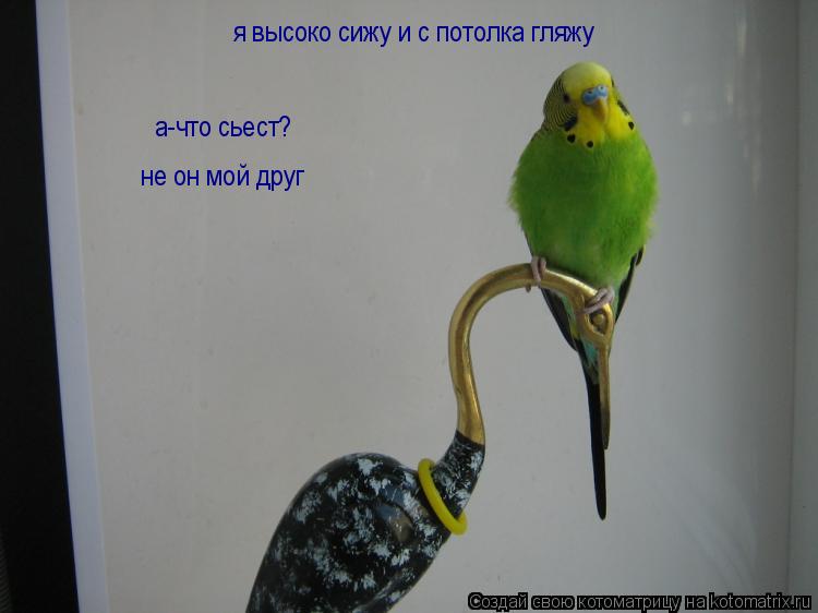 я высоко сижу и с потолка гляжу а-что сьест? не он мой друг... Котоматрица: я высоко сижу и с потолка гляжу а-что сьест? не он мой друг