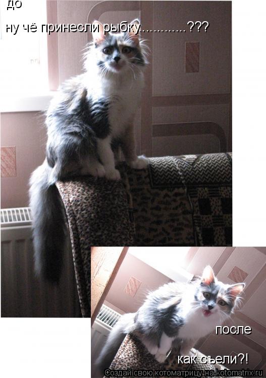 как съели?! после до ну чё принесли рыбку.............???... Котоматрица: как съели?! после до ну чё принесли рыбку.............???