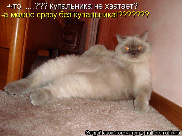 -что......??? купальника не хватает? -а можно сразу без купальника!???????... Котоматрица: -что......??? купальника не хватает? -а можно сразу без купальника!???????