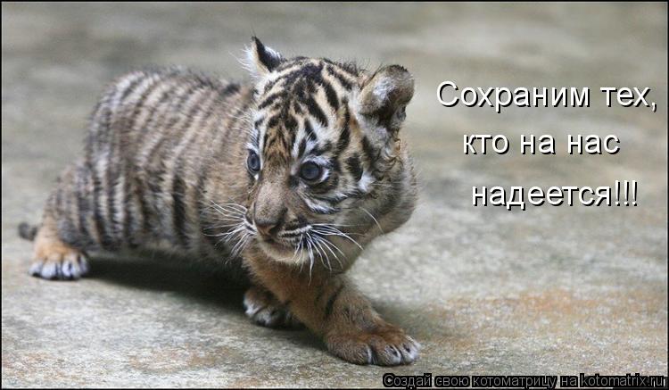 Сохраним тех, кто на нас надеется!!!... Котоматрица: Сохраним тех, кто на нас надеется!!!