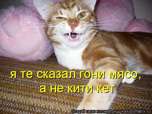 я те сказал гони мясо, а не кити кет... Котоматрица: я те сказал гони мясо, а не кити кет