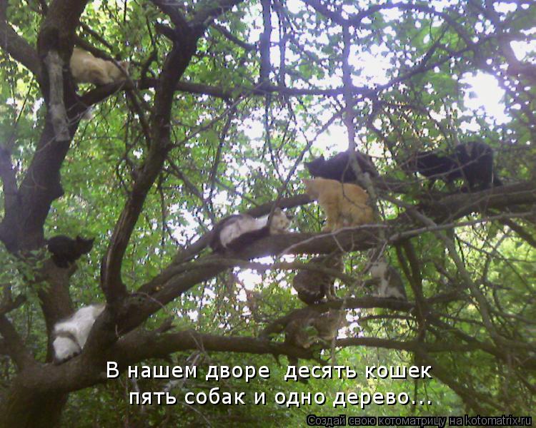Котоматрица: В нашем дворе  десять кошек пять собак и одно дерево...