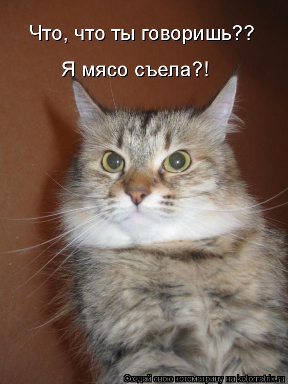 Котоматрица: Что, что ты говоришь?? Я мясо съела?!