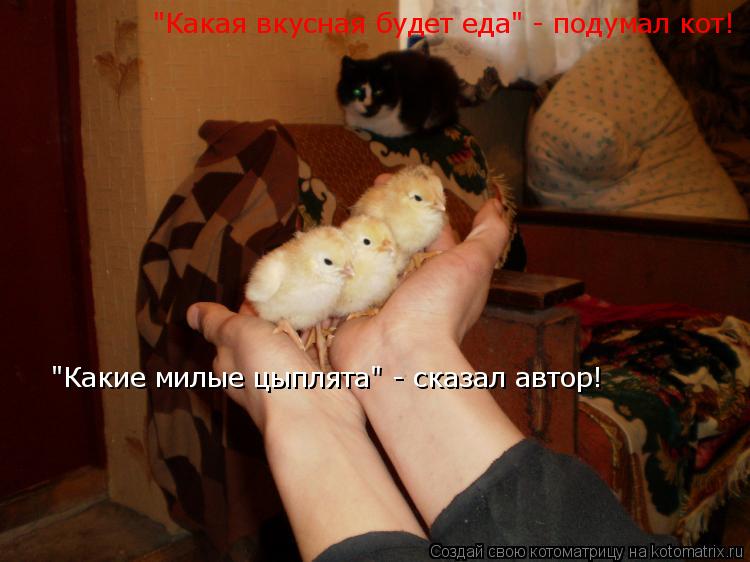 Котоматрица: "Какие милые цыплята" - сказал автор! "Какая вкусная будет еда" - подумал кот!