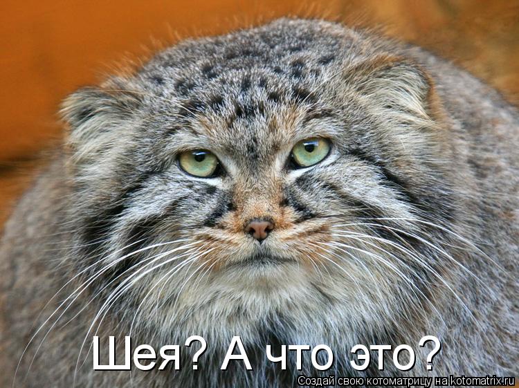 Шея? А что это?... Котоматрица: Шея? А что это?