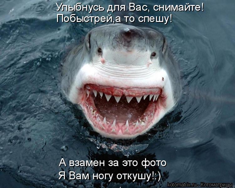 Улыбнусь для Вас, снимайте! Побыстрей,а то спешу! А взамен за это фото Я Вам ногу откушу!:)... Котоматрица: Улыбнусь для Вас, снимайте! Побыстрей,а то спешу! А взамен за это фото Я Вам ногу откушу!:)