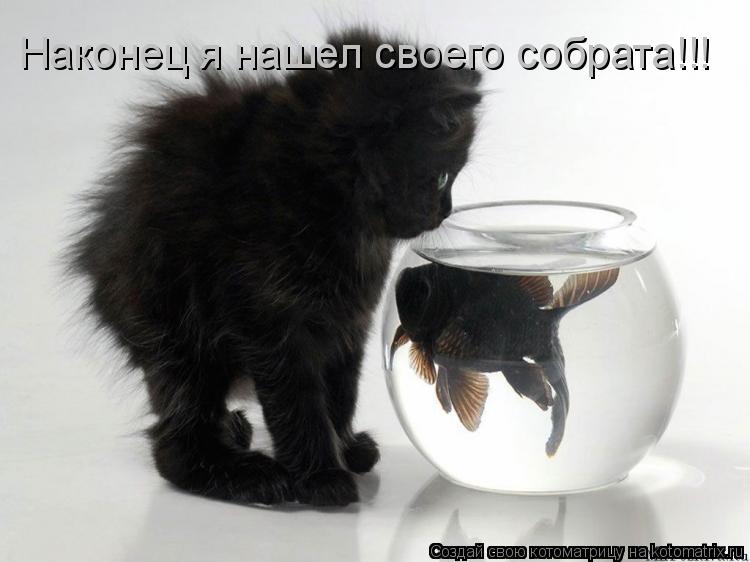 Наконец я нашел своего собрата!!!... Котоматрица: Наконец я нашел своего собрата!!!
