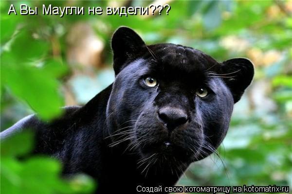 А Вы Маугли не видели???... Котоматрица: А Вы Маугли не видели???