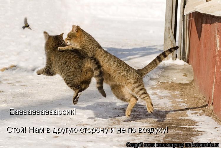 Котоматрица: Баааааааааарсик! Стой! Нам в другую сторону и не по воздуху!