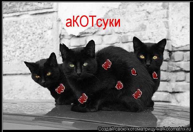 Котоматрица: аКОТсуки