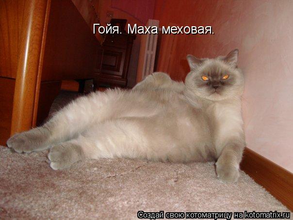Котоматрица: Гойя. Маха меховая.