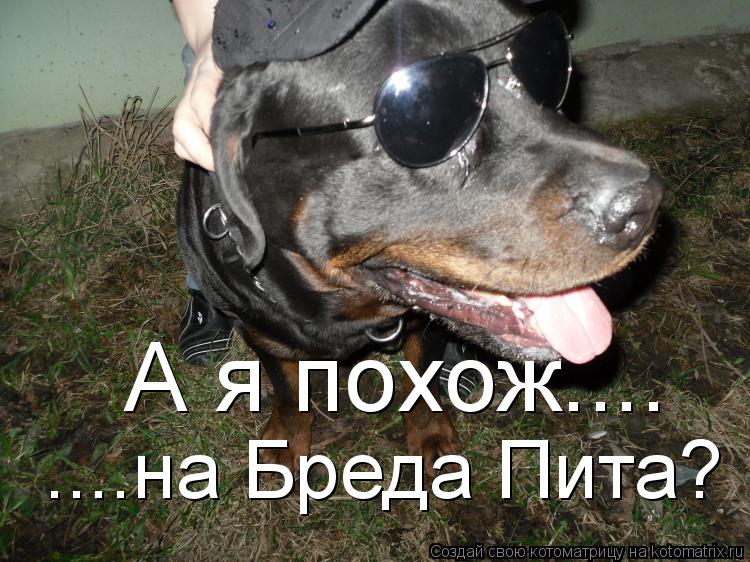 А я похож.... ....на Бреда Пита?... Котоматрица: А я похож.... ....на Бреда Пита?