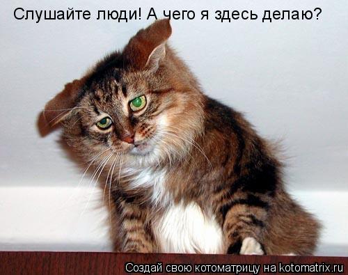 Слушайте люди! А чего я здесь делаю? Слушайте люди! А чего я здесь делаю? Слушайте люди! А чего я з... Котоматрица: Слушайте люди! А чего я здесь делаю? Слушайте люди! А чего я здесь делаю? Слушайте люди! А чего я здесь делаю? Слушайте люди! А чего я здесь де