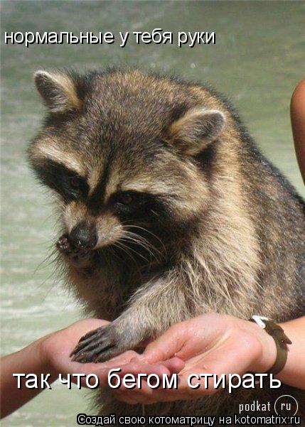 нормальные у тебя руки так что бегом стирать... Котоматрица: нормальные у тебя руки так что бегом стирать