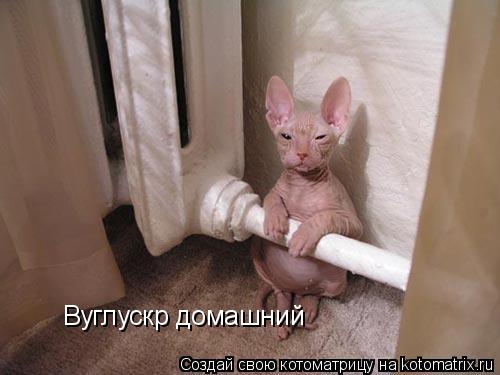 Вуглускр домашний... Котоматрица: Вуглускр домашний