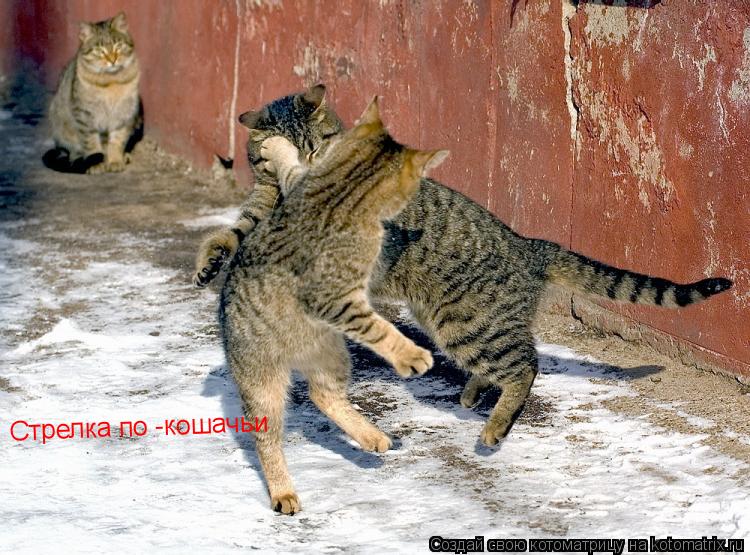 Стрелка по -кошачьи... Котоматрица: Стрелка по -кошачьи