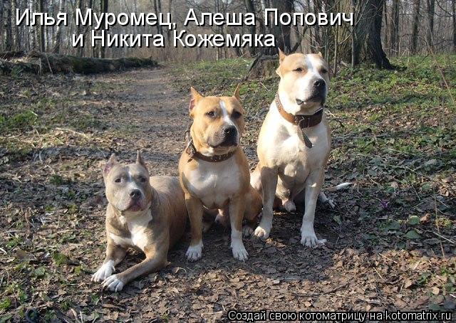 Илья Муромец, Алеша Попович и Никита Кожемяка... Котоматрица: Илья Муромец, Алеша Попович и Никита Кожемяка
