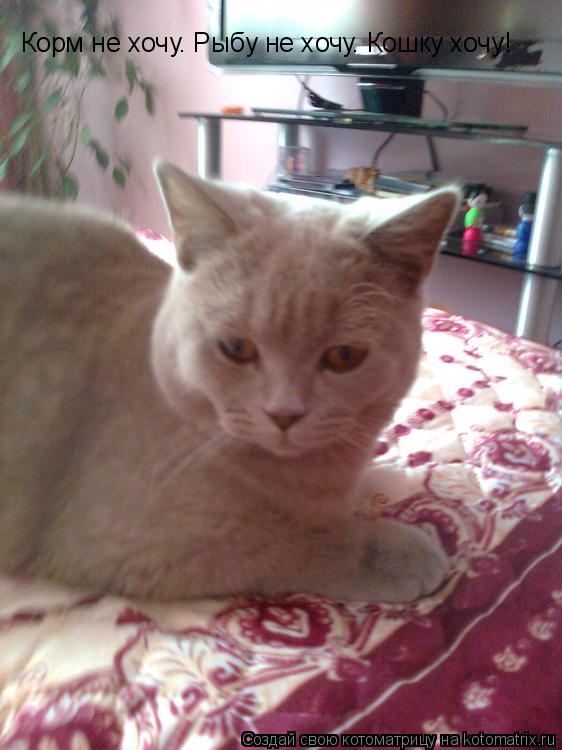 Корм не хочу. Рыбу не хочу. Кошку хочу!... Котоматрица: Корм не хочу. Рыбу не хочу. Кошку хочу!