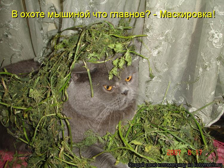 В охоте мышиной что главное? - Маскировка!... Котоматрица: В охоте мышиной что главное? - Маскировка!