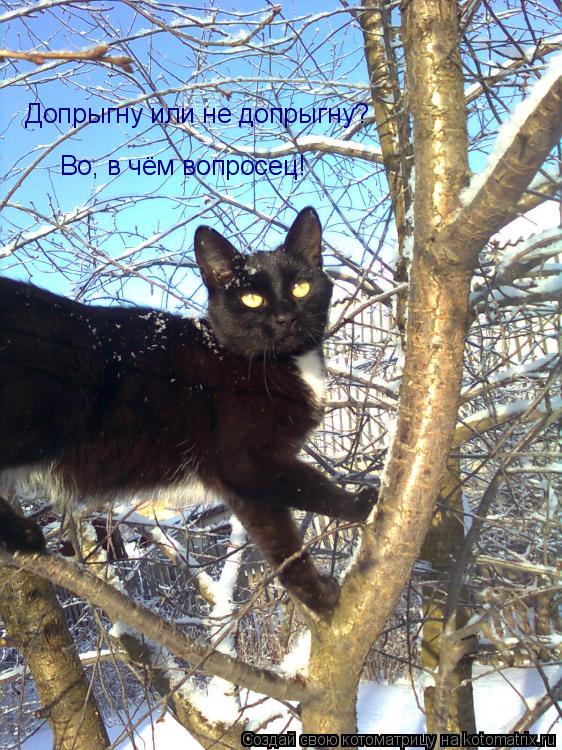 Допрыгну или не допрыгну? Во, в чём вопросец!... Котоматрица: Допрыгну или не допрыгну? Во, в чём вопросец!