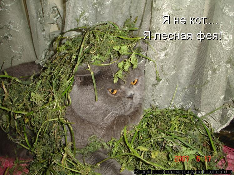 Я не кот.... Я лесная фея!... Котоматрица: Я не кот.... Я лесная фея!
