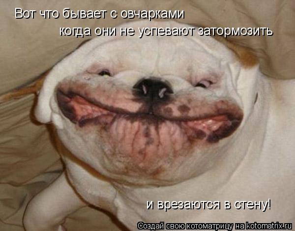 Вот что бывает с овчарками когда они не успевают затормозить и врезаются в стену!... Котоматрица: Вот что бывает с овчарками когда они не успевают затормозить и врезаются в стену!