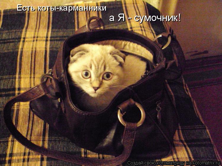 Есть коты-карманники а Я - сумочник!... Котоматрица: Есть коты-карманники а Я - сумочник!