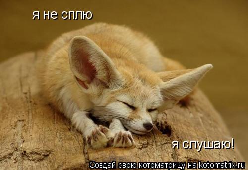 я не сплю я слушаю!... Котоматрица: я не сплю я слушаю!