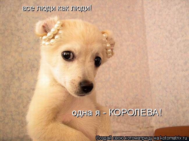 все люди как люди! одна я - КОРОЛЕВА!... Котоматрица: все люди как люди! одна я - КОРОЛЕВА!