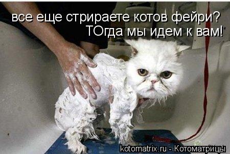 все еще стрираете котов фейри? ТОгда мы идем к вам!... Котоматрица: все еще стрираете котов фейри? ТОгда мы идем к вам!