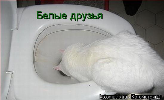Белые друзья... Котоматрица: Белые друзья