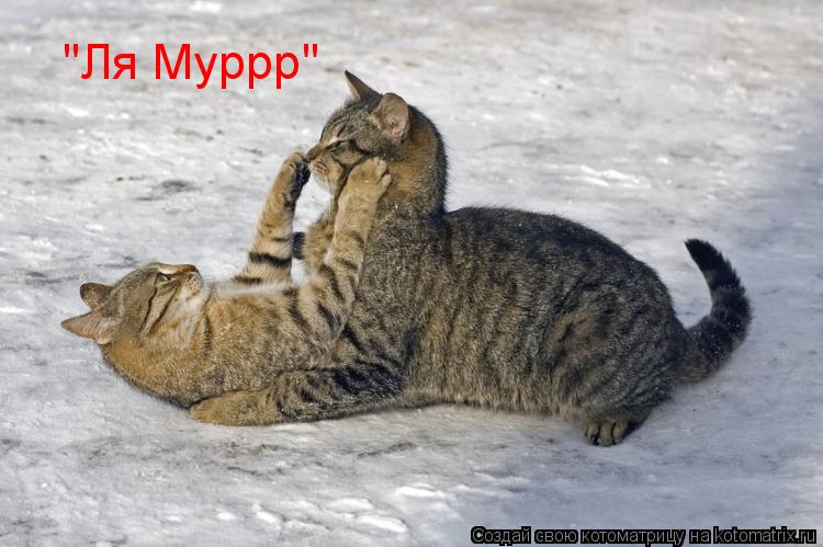 "Ля Муррр"... Котоматрица: "Ля Муррр"