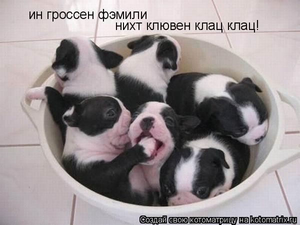 ин гроссен фэмили нихт клювен клац клац!... Котоматрица: ин гроссен фэмили нихт клювен клац клац!
