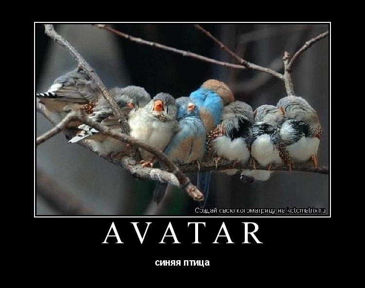 Avatar синяя птица... Котоматрица: Avatar синяя птица