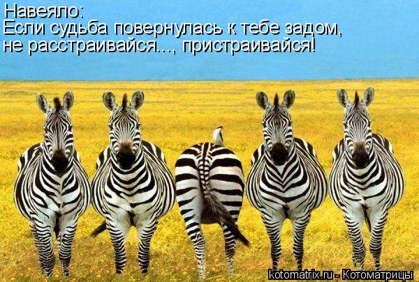 Навеяло: Если судьба повернулась к тебе задом, не расстраивайся..., пристраивайся!... Котоматрица: Навеяло: Если судьба повернулась к тебе задом, не расстраивайся..., пристраивайся!