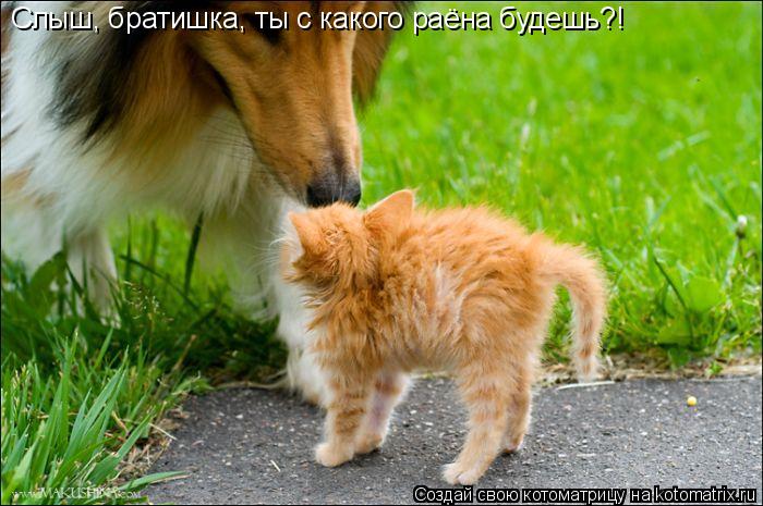 Слыш, братишка, ты с какого раёна будешь?!... Котоматрица: Слыш, братишка, ты с какого раёна будешь?!