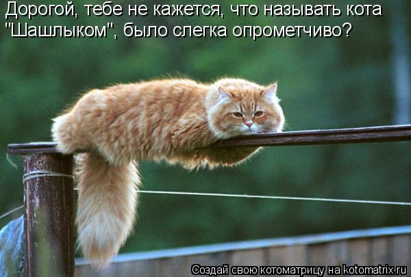 Дорогой, тебе не кажется, что называть кота "Шашлыком", было слегка опрометчиво?... Котоматрица: Дорогой, тебе не кажется, что называть кота "Шашлыком", было слегка опрометчиво?