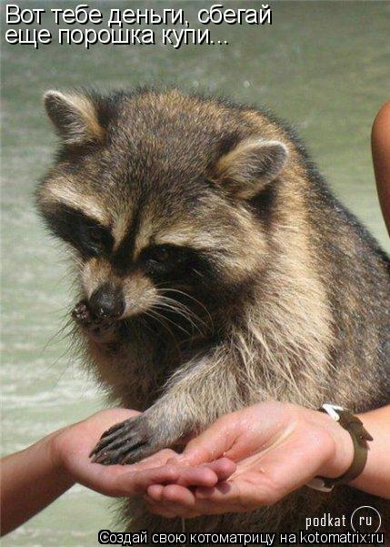 Вот тебе деньги, сбегай еще порошка купи...... Котоматрица: Вот тебе деньги, сбегай еще порошка купи...