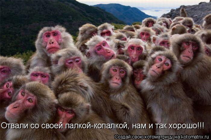 Отвали со своей палкой-копалкой, нам и так хорошо!!!... Котоматрица: Отвали со своей палкой-копалкой, нам и так хорошо!!!